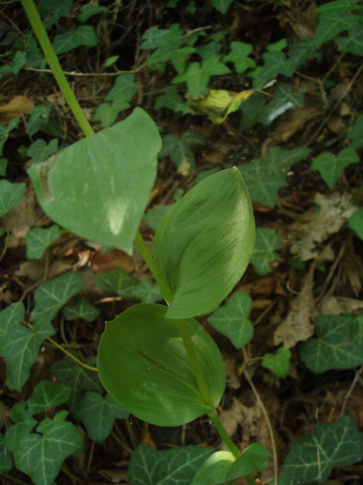 Epipactis helleborine subsp. orbicularis?